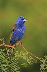 Blue Grosbeak